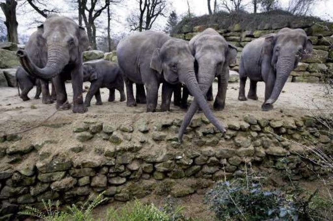 Olifanten in het dierenpark in het Nederlandse Emmen.