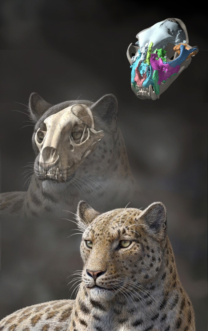 Een reconstructietekening van Panthera blytheae.