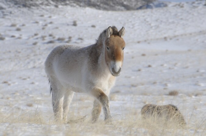 Een Przewalski-paard