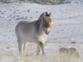 Een Przewalski-paard