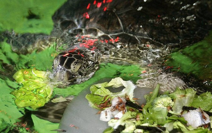 Schildpad