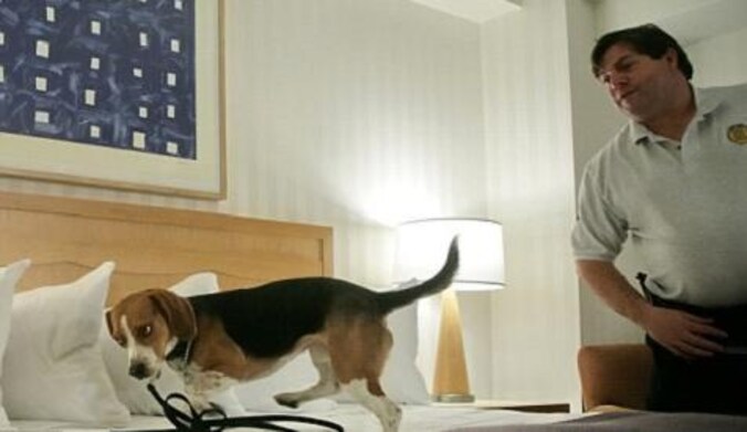Een snuffelhond wordt ingezet om bedwantsen te detecteren op een hotelkamer in New York.