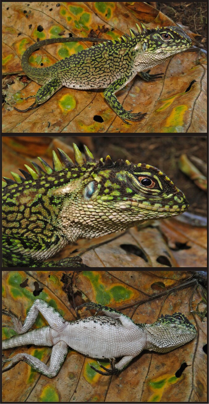 De Enyalioides binzayedi.