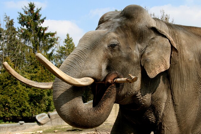 Olifant Hussein moest voor kleine olifantjes zorgen in Planckendael.
