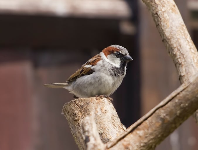 Het gaat niet goed met de mussen, leert het jongste 'Vogelweekend'.
