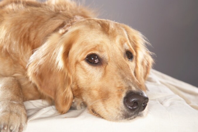 Deze hond is niet het exemplaar waarvan sprake.