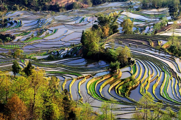De Honghe Hani rijstterrassen in China.