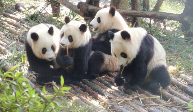 Panda's in het opvangcentrum in Chengdu