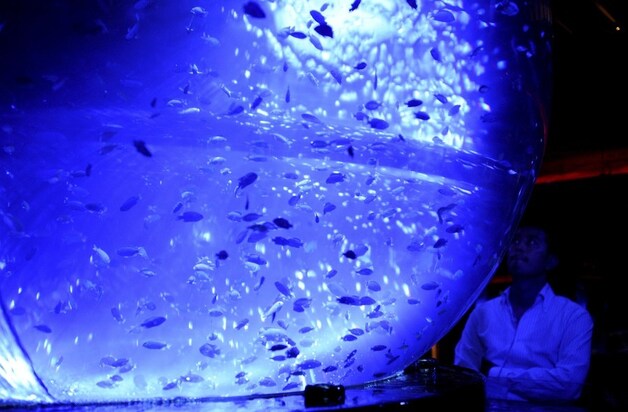 Tropische vissen in een aquarium (zonder de mangarahara)