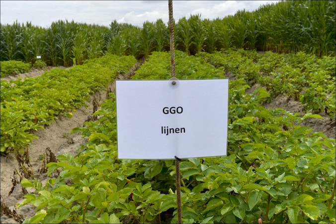 Bedrijven zetten vooral in op ggo-gewassen omdat het een interessante manier is om geld te verdienen met patenten, meldt het agentschap.
