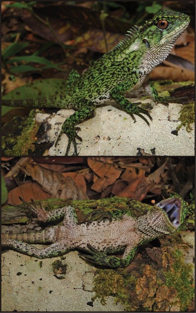 De Enyalioides binzayedi.