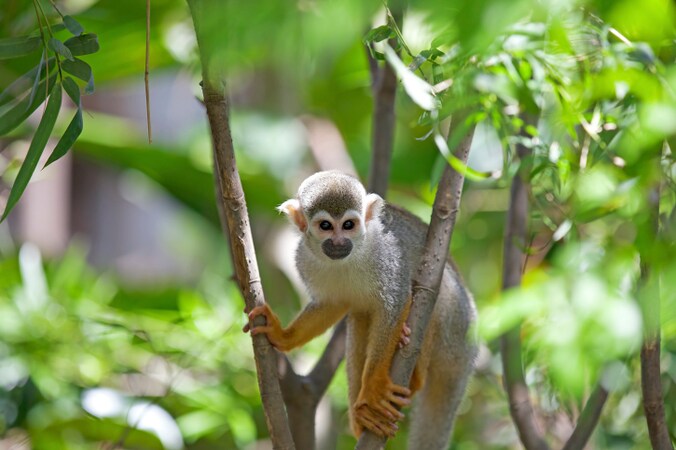 Een doodshoofdaapje in Costa Rica.