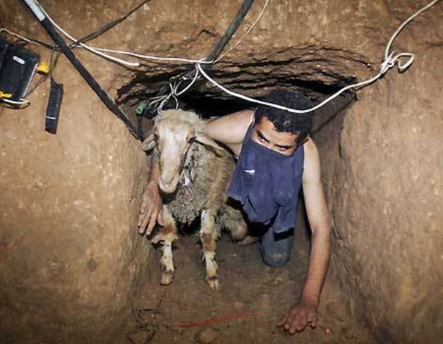 En ook vee passeert door de tunnels.