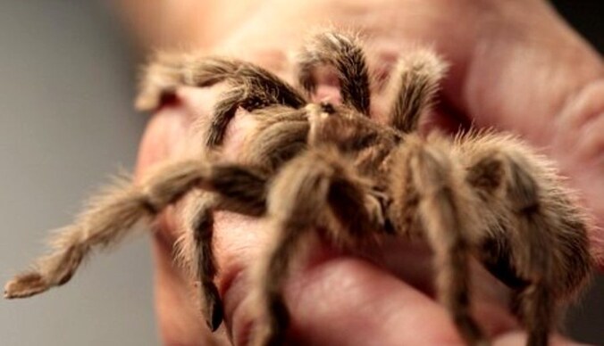 Rosie de tamme tarantula