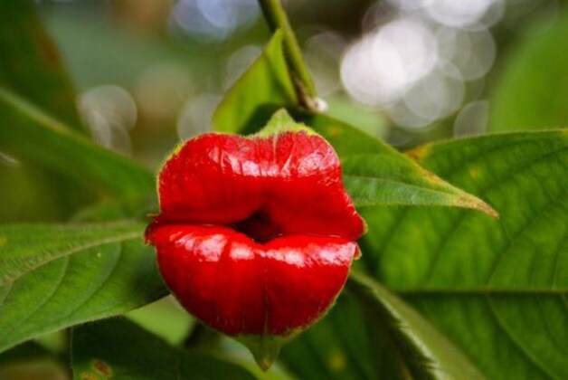 Wat als Angelina Jolie een bloem was?
