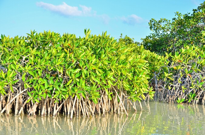 Het onderzoek ging over de waterhuishouding van twee mangrovesoorten.