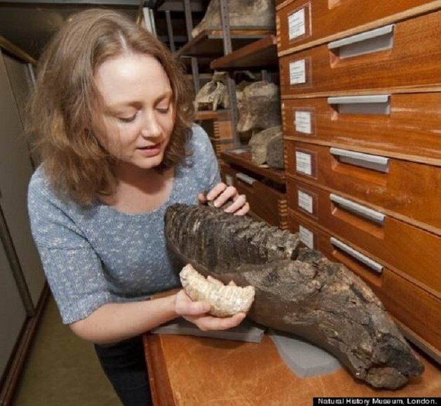 Paleontologe Victoria Herridge met tanden van de dwergmammoet.