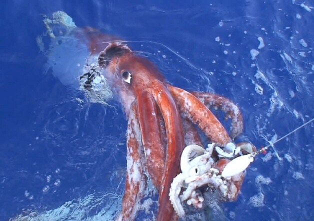 Een reuzeninktvis in de Stille Oceaan. (Archieffoto 2006)