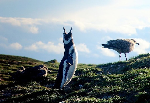 De Magelhaenpinguïn.