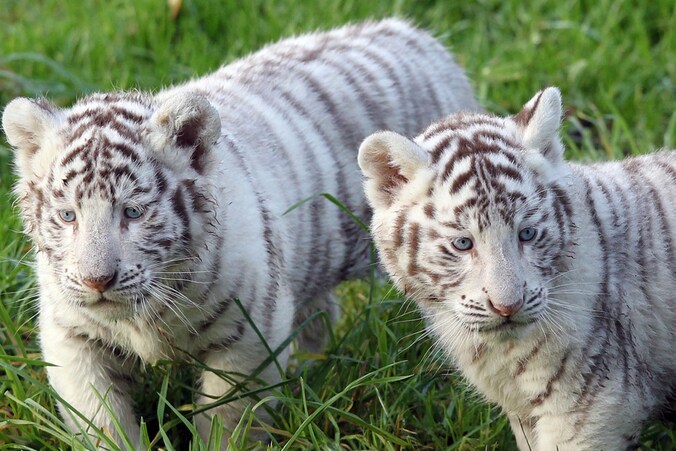 Twee witte tijgerpups
