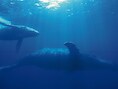 De walvispopulatie is bedreigd door de massale vangsten in Japan.