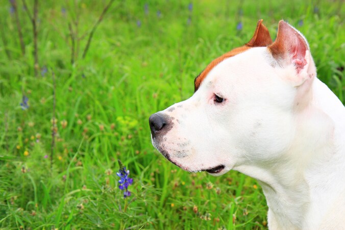 Een Amerikaanse Staffordshire terriër of amstaff