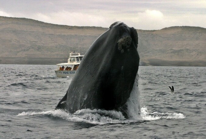 Een walvis komt omhoog in de buurt van een boot met toeristen.