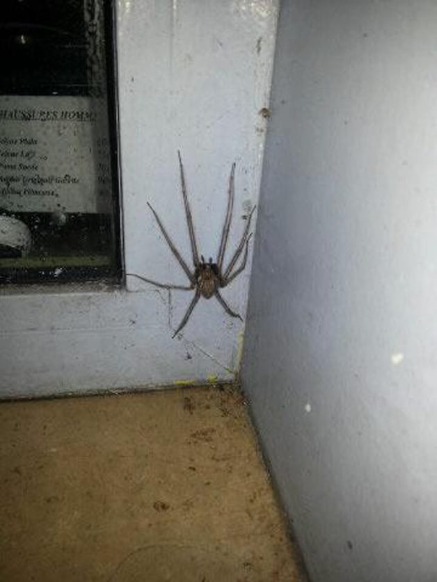 De enorme spin die eerder deze week in Frankrijk aangetroffen werd.