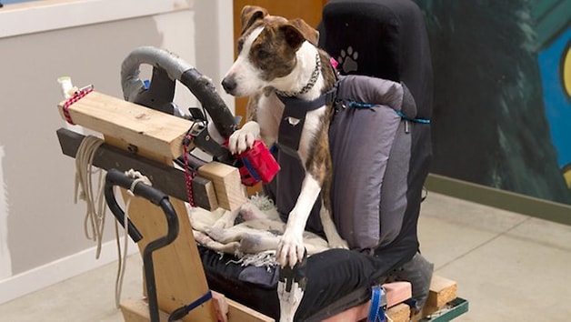 In de eerste fase leerden de zwerfhonden rijden op houten karretjes.