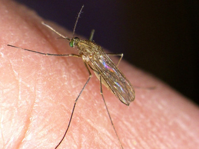 Culex pipiens pipiens