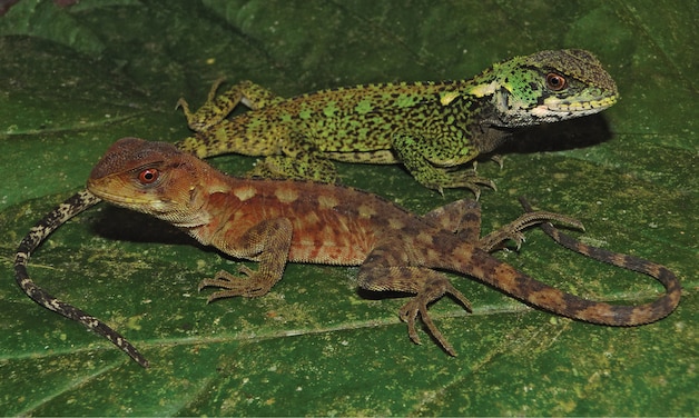 De Enyalioides azulae.