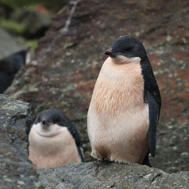 De Adélie-pinguïn.