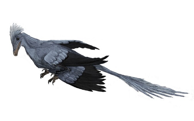 De Microraptor.