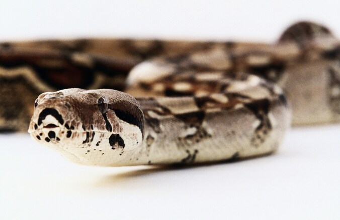 Boa Constrictor
