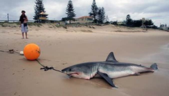 Een met een zogenoemde 'drum line' of 'haaienboei' gevangen haai op het strand in Australië