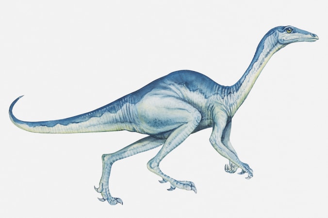 Een Troodon werd zo'n 2,4 meter lang.