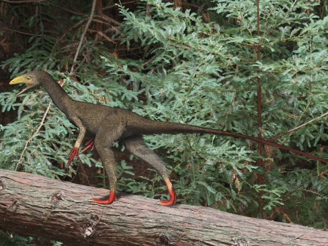 Een tekening van een Sinocalliopteryx gigas.