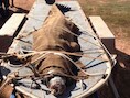 De gevangen krokodil is enorm.