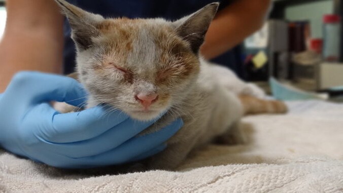 Ni Hao herstelt voorspoedig. © Carson Animal Care Center.