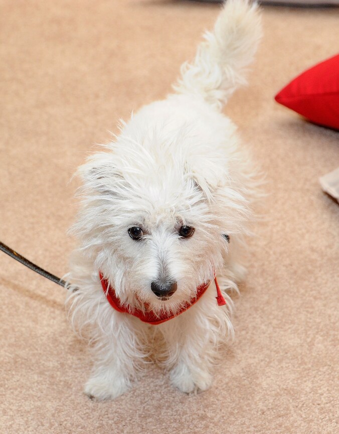Een nerveuze hond laat zijn staart naar links kwispelen zoals dit dier. Andere honden pikken dat signaal op als een waarschuwing.