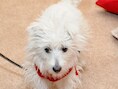 Een nerveuze hond laat zijn staart naar links kwispelen zoals dit dier. Andere honden pikken dat signaal op als een waarschuwing.