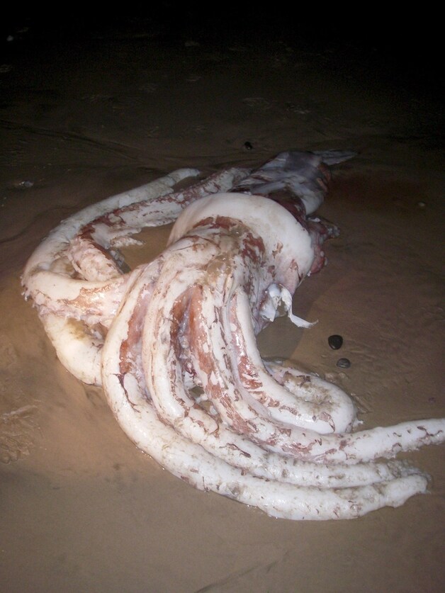 Het strand bij Strahan, Tasmanië. (Archieffoto 2007)