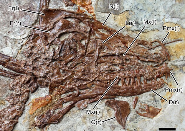 De schedel van de Microraptor.
