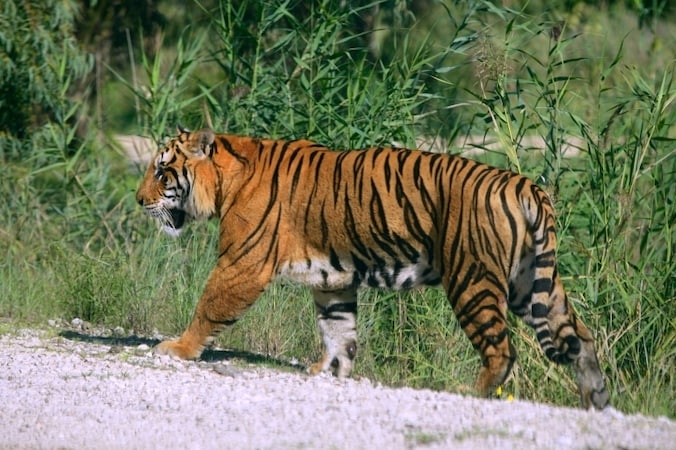 Bengaalse tijger