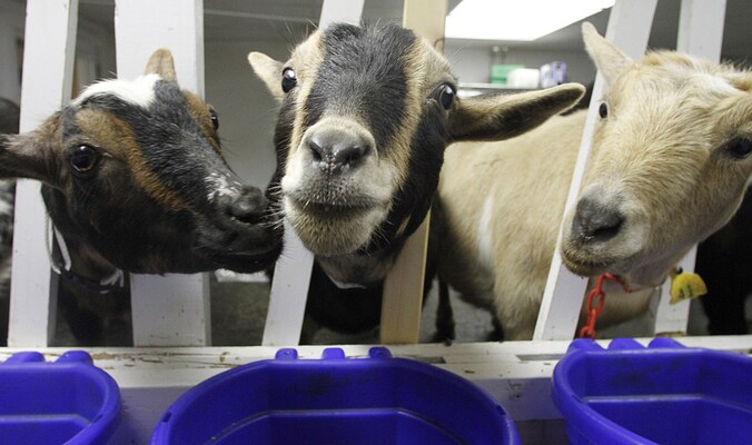 De geiten werden intussen naar een dierenasiel overgebracht.