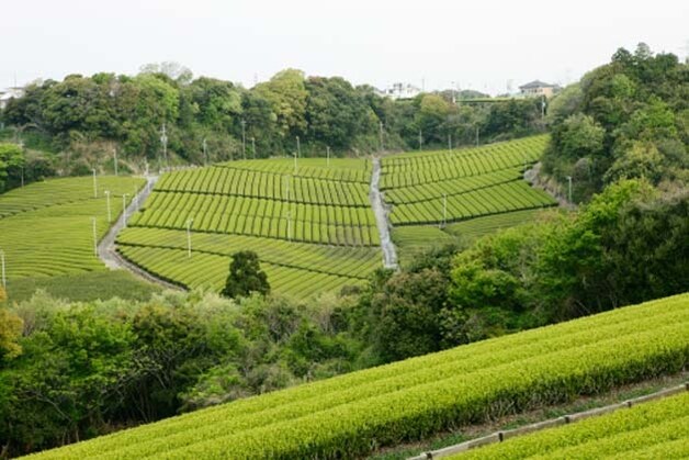 Shizuoka, de grootste theeregio van Japan.