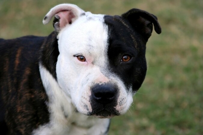 Een hond van het ras American Staffordshire viel het oudere koppel aan.