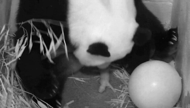 De geboorte van de pandawelp in de zoo van Washington, afgelopen vrijdag.