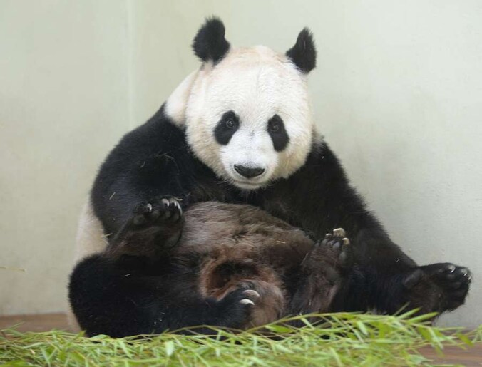 Panda's zijn het niet waard om gered te worden, beweert Timothy Lavin.