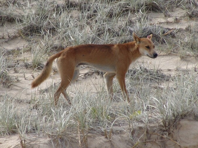 Een dingo op Fraser Beach.